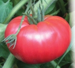 . Китайский великан