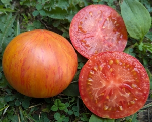 Семена томата сорта Kozula 133 - Полосатые