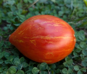 Семена сорта томата Kozula 203 (Козула 203, Lnisno x 17 różowy płaski ze Steak Sandwich) - Полосатые