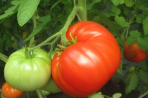 Семена томата сорта Коралловый - Гиганты классические красные 