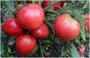 Семена томата сорта Король (King) - Гиганты сердцевидные