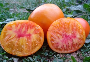 Семена томата сорта Коршун огромный желтый - Гиганты желтые и оранжевые