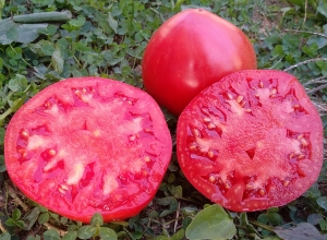 Семена томата сорта Косово - Супер-гиганты