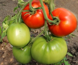 Семена томата сорта Краснодарский гигант - Гиганты красные