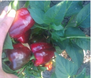 Семена перца сорта Красное чудо