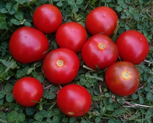 Семена томата сорта Красные ангелочки - Высокорослые округлые и плоско-округлые