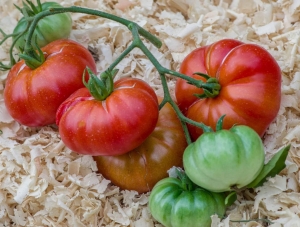 Семена томата сорта Red Calabash (Красный Калабаш) - Фигурно – ребристые и фаршировочные («стаффер» сорта)