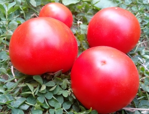 Семена томата сорта Dwarf Sarah's red tomato (Гном красный томат Сары) - Гномы