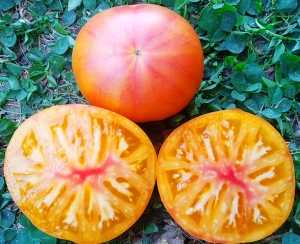 Семена томата сорта Dwarf Suz's Beauty (Гном Красота Сьюзи) - Гномы