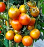 . Гном круглый Робин (Dwarf Round Robin)