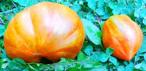 Семена томата сорта Кубинский салями (Cuban Salami) - Полосатые томаты