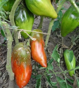 Семена томата сорта Кубинский черный - Длинноплодные