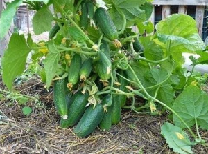 Семена огурца сорта Кустовой