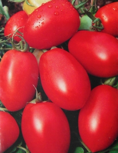 Семена сорта томата Лагуна - Низкорослые кустовые