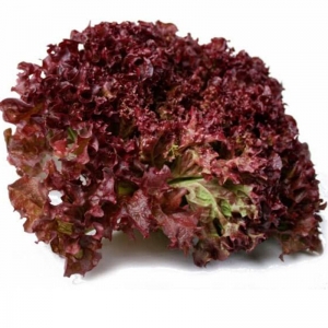 Семена салата сорта Лолло Росса 