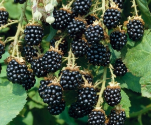 Саженцы ежевики Лох Тей (Loch Tay)