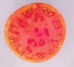 . Mlle Fouriers (Мадемуазель Фурье) 