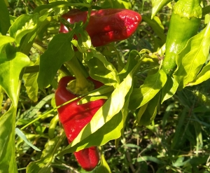 Семена перца сорта Маркони  Россо (Marconi Rosoo)