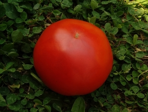 Семена сорта томата Мармеладный - универсальные низкорослые крупноплодные