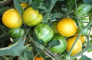 Семена томата сорта Butter Apple (Масляное яблоко) - Высокорослые округлые и плоско-округлые