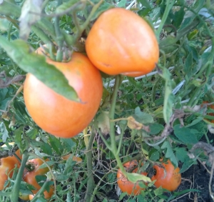 Семена сорта томата Медовый спас - Гиганты сердцевидные