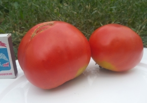 Семена томата сорта Минусинские лапти округлые - Гиганты красные