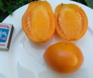 Семена томата сорта Минусинские стаканы оранжевые - Сливовидно-овальные