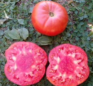 Семена томата сорта Минусинский богатырь - Гиганты красные