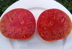 Семена сорта томата Минусинский низкий - Низкорослые кустовые