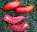 . Минусинский перцевидный