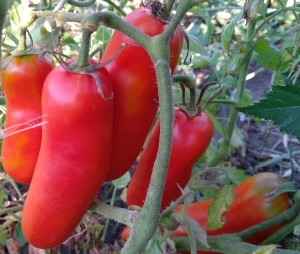 Семена томата сорта Минусинский перцевидный - Длинноплодные томаты