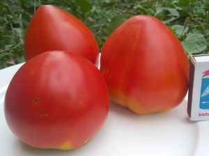 Семена томата сорта Минусинский домашний сахарный - Гиганты сердцевидные