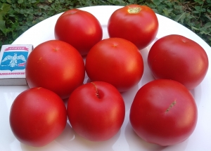Семена томата сорта Минусинский урожайный - Высокорослые округлые и плоско-округлые
