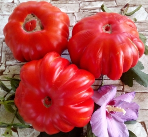 Семена томата сорта Минусинский шарпей (Minusinsky Sharpey) - Фигурно – ребристые и фаршировочные