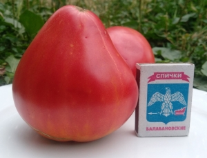 Семена томата сорта Минусинское бычье сердце Зыряновой В.П. - Гиганты красные