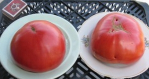 Семена томата сорта Мистер Андервуд - Германский розовый гигант