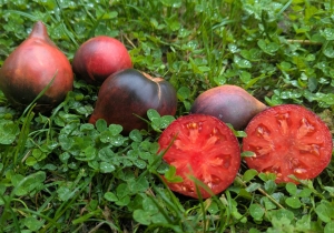 Семена томата сорта Младший сержант (Junior Sergeant) - Синие томаты