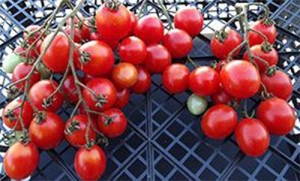 Семена томата сорта Монисто красное - Высокорослые «черри» (балконные томаты) 