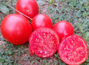 Семена томата сорта Муза - Низкорослые кустовые