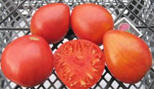 Семена сорта томата Wes (Уэс) - Гиганты сердцевидные 