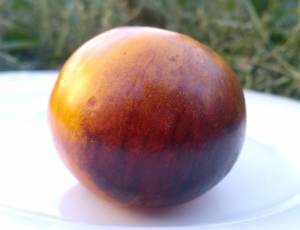 Семена томата сорта Новая галактика - Синие