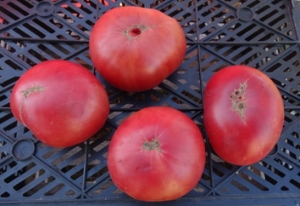 Семена томата сорта New Big Dwarf (Новый Большой Гном) - Гномы