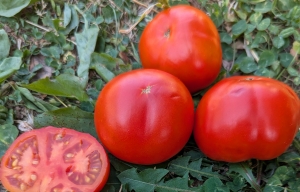 Семена томата сорта Обильные Сараева - низкорослые кустовые