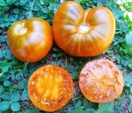 . Orange Ghabbana (Оранжевый Габбана)