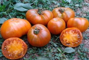 Семена томата сорта Orange Ghabbana (Оранжевый Габбана) - Полосатые томаты