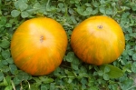 . Orange Ghabbana (Оранжевый Габбана)