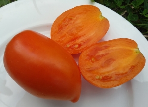 Семена сорта томата Cream Orange Giant (Гигант оранжевый кремовый, Оранжевый крем) - Высокорослые сливовидно-овальные