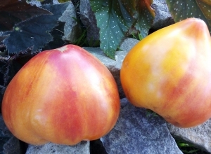 Семена томата сорта Оранжевый слон Минусинский - Гиганты сердцевидные