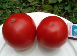 Семена томата сорта О-ля-ля - Высокорослые округлые и плоско-округлые