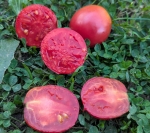 . Павловская роза 